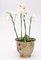 Art Nouveau Plant Pot, 1890s 3