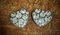 Vintage Earrings, Set of 2 2
