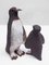Penguins, 1960s, Set of 2 5