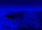 Ugne Pouwell, Ultramarine Dunes, Photographie 1