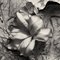 Lily in Charcoal no.2 Expressionnisme abstrait Photographie Édition de 10 2023 2