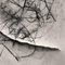 Lily in Charcoal no.2 Expressionnisme abstrait Photographie Édition de 10 2023 3