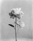 Pivoine no.2 - Photographie Florale Analogique Noir et Blanc, Édition Limitée 15 2022 1