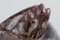Ceramic Sculpture of Two Fish in Sung Glaze by Hugo Liisberg for Saxbo, Denmark, Image 6