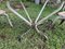 Vintage French Garden Set in Iron Table with Chairs, 1950s, Set of 3 5