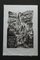 Werner Drewes, Oberursel, 1979, Woodcut, Framed 1