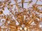 Sputnik Chandelier in Swarovski Crystal and Gilt Brass from Palwa, Germany, 1960s 13