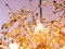 Sputnik Chandelier in Swarovski Crystal and Gilt Brass from Palwa, Germany, 1960s 10