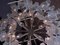 Chandelier in Frosted Murano Glass and Nickel by J. T. Kalmar for Kalmar, Austria, 1960s 8