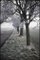 Paul Cooklin, Frosty Trees, Photograph, Limited Edition of 10 1