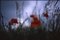 Paul Cooklin, Poppies II, County Type Photograph, Limited Edition of 10 1
