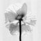 Ugne Pouwell, Poppy No.11, Photographie Florale Analogique Noir et Blanc, Édition Limitée de 20 1
