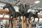Wandskulptur Galoppierende Pferde aus brüniertem Aluminiumguss 4