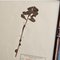 Swiss Herbarium Panels from École Dagriculture de Grangeneuve, 1920s, Set of 4 9
