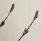 Swiss Herbarium Panels from École Dagriculture de Grangeneuve, 1920s, Set of 4 15