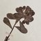 Swiss Herbarium Panels from École Dagriculture de Grangeneuve, 1920s, Set of 4 8
