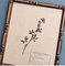 Swiss Herbarium Panels from École Dagriculture de Grangeneuve, 1920s, Set of 4 11