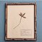 Swiss Herbarium Panels from École Dagriculture de Grangeneuve, 1920s, Set of 4 5