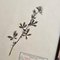Swiss Herbarium Panels from École Dagriculture de Grangeneuve, 1920s, Set of 4 21
