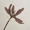Swiss Herbarium Panels from École Dagriculture de Grangeneuve, 1920s, Set of 4 13