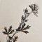 Swiss Herbarium Panels from École Dagriculture de Grangeneuve, 1920s, Set of 4 6