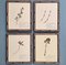 Swiss Herbarium Panels from École Dagriculture de Grangeneuve, 1920s, Set of 4 1
