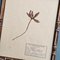 Swiss Herbarium Panels from École Dagriculture de Grangeneuve, 1920s, Set of 4 18