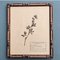 Swiss Herbarium Panels from École Dagriculture de Grangeneuve, 1920s, Set of 4 4