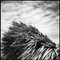 Paul Cooklin, Rafia Style Parasol II, Silver Gelatin Photograph, Limited Edition of 10 1