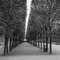 Paul Cooklin, Treeline, Photographie gélatino-argentique, Édition limitée à 10 exemplaires 1
