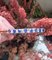 Antique Victorian Natural Blue Sapphire and Diamonds Bracelet, 1880 8