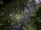 Ellie Davies, Chalk Streams 6, 2023, Impression 1