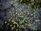 Ellie Davies, Chalk Streams 9, 2023, impresión, Imagen 1
