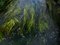 Ellie Davies, Chalk Streams 11, 2023, Impresión, Imagen 1