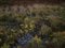Ellie Davies, Seascapes 4, 2020, Print 1