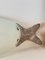 Vintage Fish Serving Dish in Glass and Silver Metal, 1960s 4