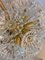 Chandelier Pusteblume from VEB Kristalleuchte Ebersbach 5