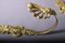 Antique Gilded Bronze Curtain Holdbacks, Set of 3 10