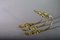 Antique Gilded Bronze Curtain Holdbacks, Set of 3 5