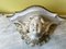 Cherub Wall Hangers, Set of 2, Image 2