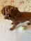 Figurine Victorienne en Fonte d'un Chien Labrador 5