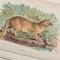 Richard Bowdler Sharpe, Felines, 1896, Lithographs, Framed, Set of 4 3