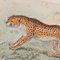 Richard Bowdler Sharpe, Felines, 1896, Lithographs, Framed, Set of 4 13