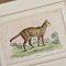 Richard Bowdler Sharpe, Felines, 1896, Lithographs, Framed, Set of 4 14