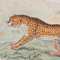 Richard Bowdler Sharpe, Felines, 1896, Lithographs, Framed, Set of 4 2