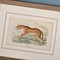 Richard Bowdler Sharpe, Felines, 1896, Lithographs, Framed, Set of 4 6