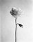 Ugne Pouwell, Peony No.11, 2025, Photographie Noir et Blanc 1