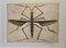 Bernard Buffet, Brown Bug, 1964, Engraving, Image 1