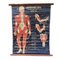 Poster da parete pieghevole vintage di Medical Interest Human Body III, Grecia, anni '50, Immagine 1