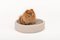 Natural Plaster Sami Dog Bed by Isabelle Beaumont for Atelier BB 14